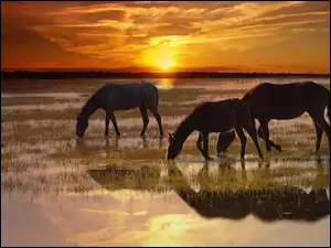 Konie, Słońca, Rzeka, Zachód