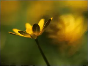 Kwiat, Ziarnopłon Wiosenny, Żółty