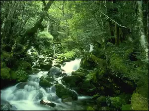Wodospad w lesie