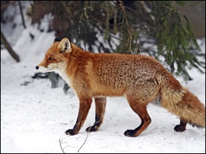 Rudy lisek na zimowym spacerze