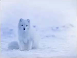 Lis arktyczny siedzi na śniegu