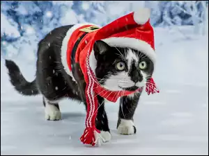 Kotek na śniegu w stroju Mikołaja