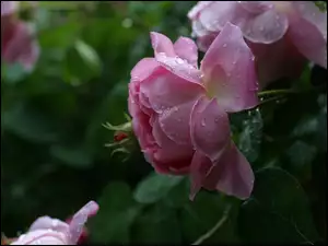 Różowe, Krople, Róże, Rosa