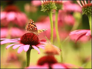 Rusałka Osetnik, Kwiat, Motyl, Jeżówka