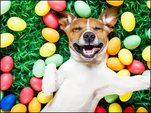 Pies rasy Jack Russell Terrier ułożył się wygodnie na trawie pośród kolorowych pisanek