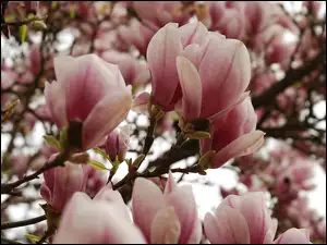 Magnolia, Różowo, Biała