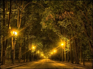 Droga, Noc, Drzewa, Lampy