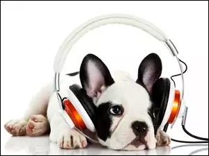 Buldog francuski relaksuje się słuchając muzyki przez słuchawki