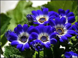 Niebieskie, Kwiatuszki