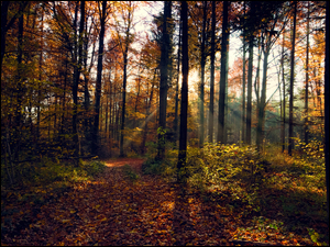 Promienie słoneczne jak reflektory oświetlają jesienny las