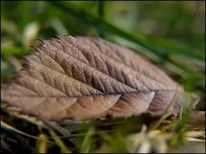 Uschnięty liść na trawie z bliska