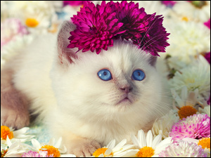 Kot rasy Ragdoll z niebieskimi oczami siedzi pośród kwiatów