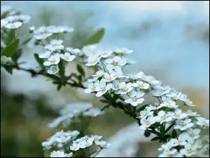 Kwitnący krzew Tawuły japońskiej