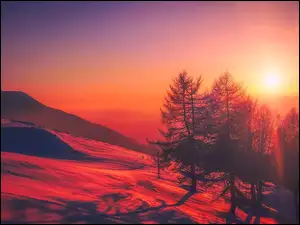 Drzewa na ośnieżonym wzgórzu w blasku czerwonego wschodu słońca