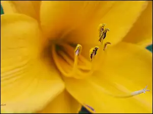 Makro, Kwiat, Liliowiec, Żółty, Pręciki