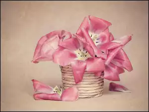Przekwitające tulipany w koszyczku