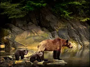 Niedźwiedzica z małymi niedźwiadkami na skałach przy wodzie
