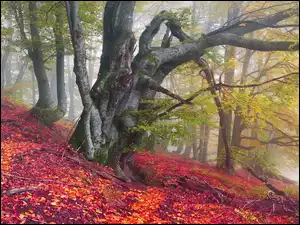 Jesień w lesie i kolorowe liściaste dywany pod drzewami