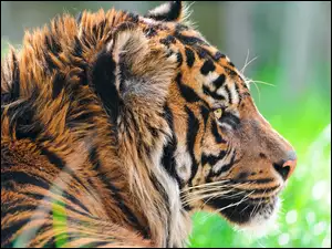 Tygrys z profilu