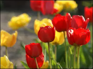 Tulipany, Czerwone, Żółte