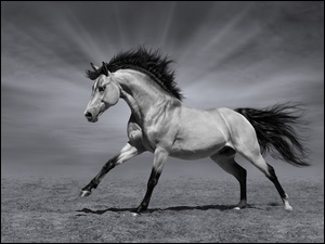 Koń w motywie czarno-białym