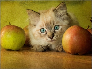 Kotek leży przy jabłkach