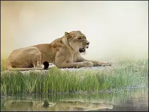 Lwica leży na trawie
