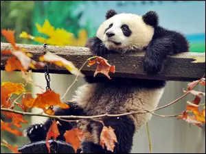 Panda, Liście