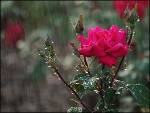 Róża moknie w deszczu