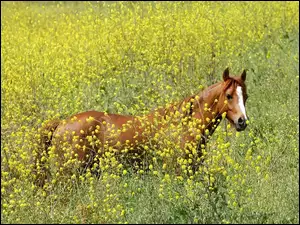 kwiaty, Koń, łąka