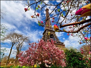 Drzewa, Paryż, Wieża Eiffla, Francja, Kwitnące, Wiosna