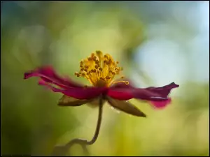Kwiat Clematis w rozmyciu