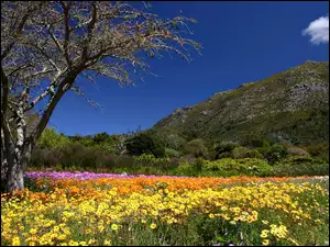 Kirstenbosch, Wiosna, Ogród, Wzgórza, Botaniczny