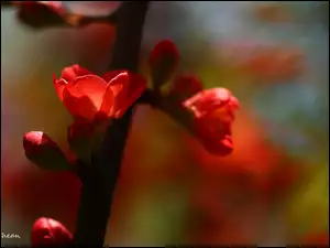 Krzew, Kwiaty, Pigwowiec Japoński, Czerwone