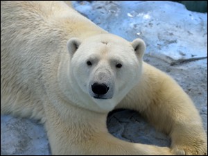 Niedźwiedź, Polarny