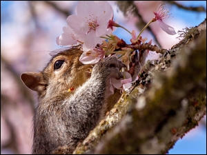 Wiewiórka na drzewie owocowych wącha kwiaty