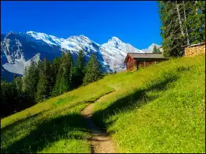 Ścieżka, Dom, Alpy Berneńskie, Góry, Szwajcaria, Wengen, Las