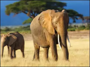 Słonie podczas spaceru na sawannie