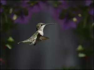 Ptak, Koliber