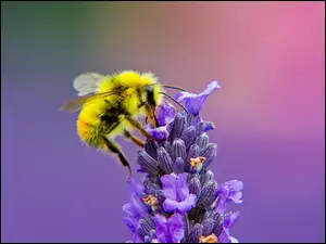 Lawenda, Pszczoła, Miodna