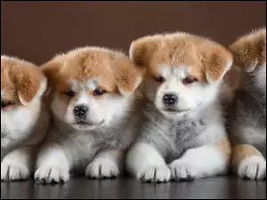 Cztery słodkie szczeniaki rasy Akita inu