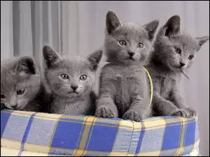 Kocięta, Koty, Rosyjskie