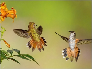 Dwa kolibry lecą do kwiata