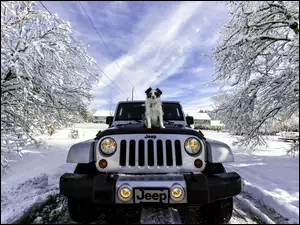 Jeep Wrangler z psem na ośnieżonej drodze