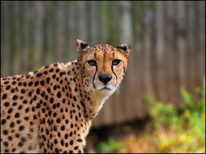 Gepard zagląda w obiektyw