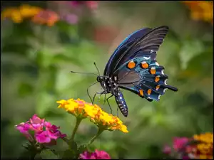 Kolorowe kwiaty z motylkiem
