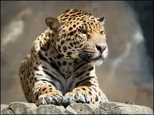 Dumnie siedzący Jaguar na drewnie