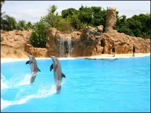 Pokaz delfinów w Loro Park–ogrodzie zoologiczno-botanicznym w Puerto de la Cruz na Teneryfie