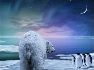 Pingwiny, Niedźwiedź, Polarny