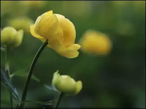 Kwiat, Kaczeniec, Żółty